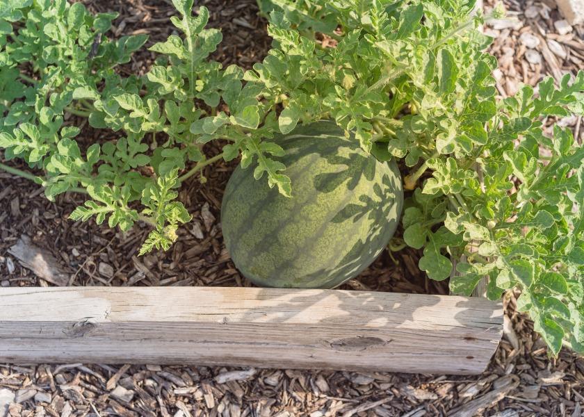 Texas watermelon harvest bouncing back from a rough 2022 The Packer